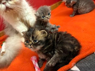 Dolcissimi cuccioli di Persiano