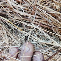 Fieno a balloni