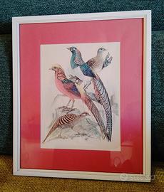 Lotto 12 quadri stampe anni '60