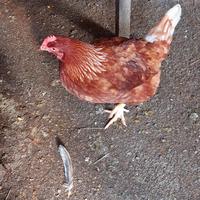 Galline