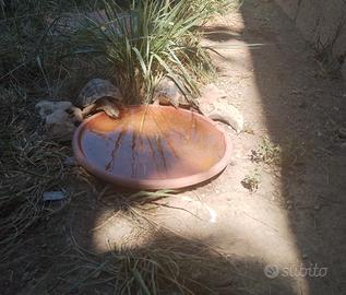 Coppia adulta testudo hermanni