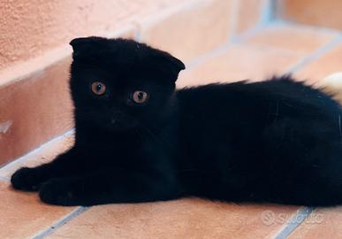 Scottish fold/straight black