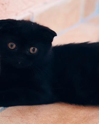 Scottish fold/straight black