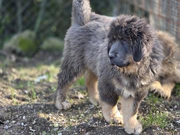 Cuccioli di mastino tibetano