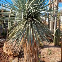 Yucca rigida bicefale di 2 metri