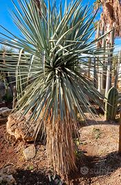 Yucca rigida bicefale di 2 metri