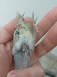 Canarina super pronta