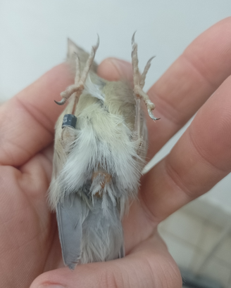 Canarina super pronta