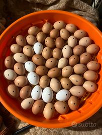Pulcini/ uova