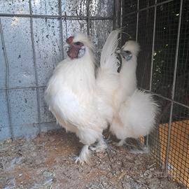 Coppia galline moroseta già pronta NON SPEDISCO