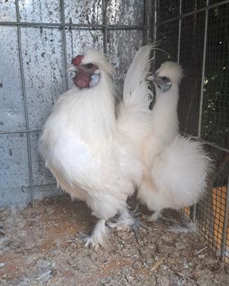 Coppia galline moroseta già pronta NON SPEDISCO