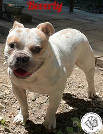 American Bulldog femmina Beverly