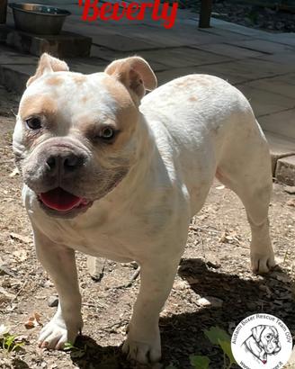 American Bulldog femmina Beverly