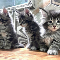 Meravigliosi cuccioli di Maine Coon