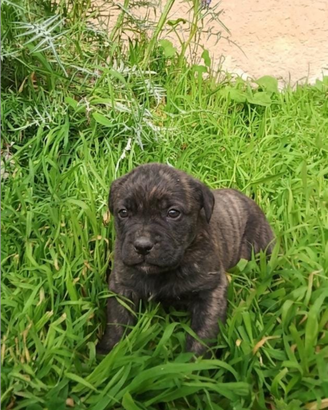 Cuccioli cane corso
