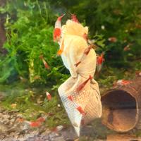 Neocaridina rilli red