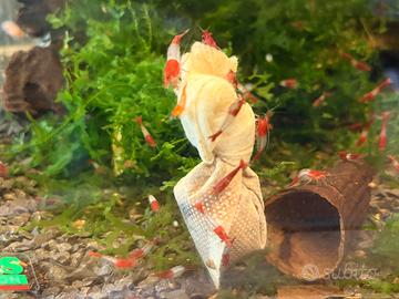 Neocaridina rilli red