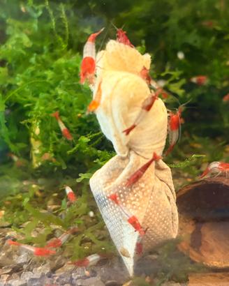 Neocaridina rilli red