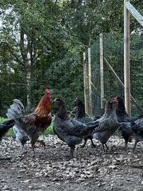 Galline marans