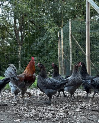 Galline marans
