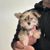 Yorkshire Terrier nero focato mini " TOY "