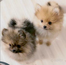 Spitz tedesco nano - pomeranian