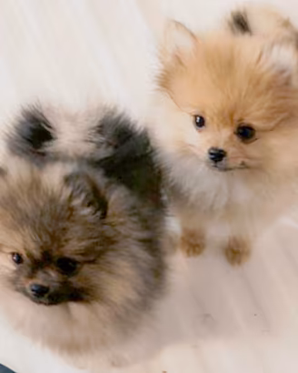Spitz tedesco nano - pomeranian