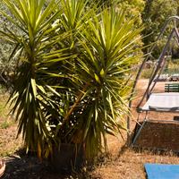 Yucca gigante - 8anni- resistente e decorativa