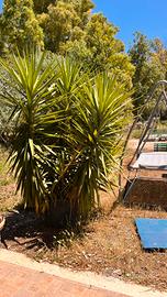 Yucca gigante - 8anni- resistente e decorativa