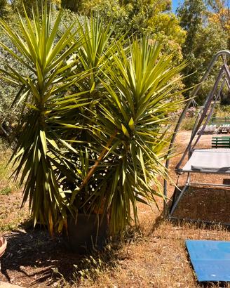 Yucca gigante - 8anni- resistente e decorativa
