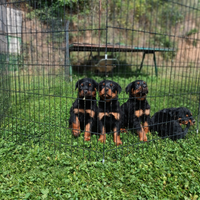 Cuccioli Rottweiler