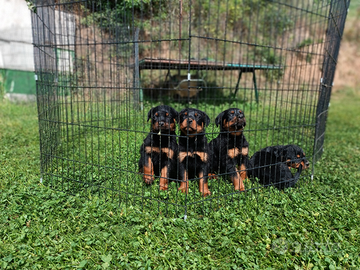 Cuccioli Rottweiler