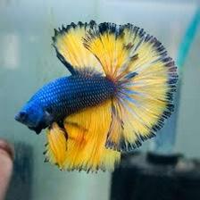 Pesci