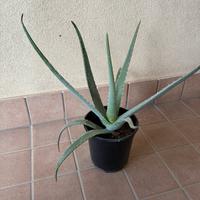 Pianta aloe vera