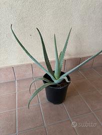 Pianta aloe vera