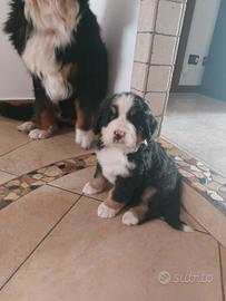 Bovaro del bernese cuccioli
