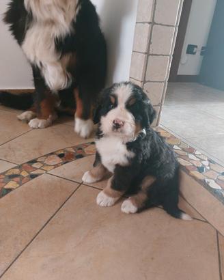 Bovaro del bernese cuccioli