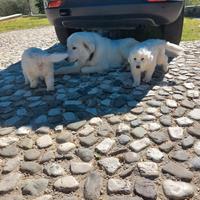 Cuccioli di maremmano