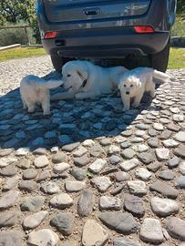 Cuccioli di maremmano