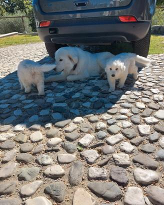 Cuccioli di maremmano