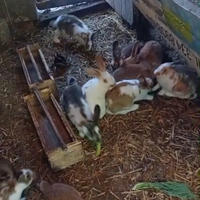 Conigli allevati a terra a 10