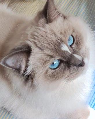 Gatto Ragdoll femmina