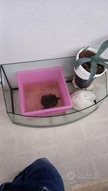 Acquario tartarughe acquatiche