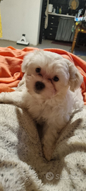 Bichon Maltese