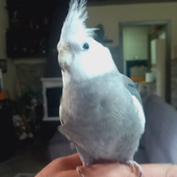 Calopsite allevato a mano