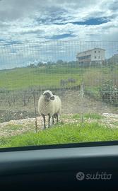 Pecora è agnella