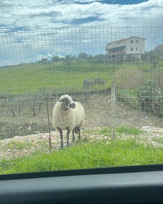 Pecora è agnella