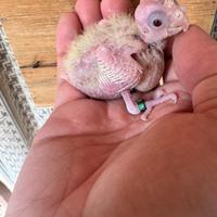 Pullo di Calopsite lutino