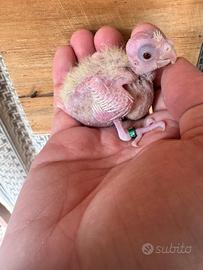 Pullo di Calopsite lutino