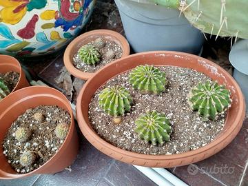 Cactus